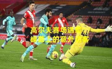 高尔夫赛场遇鳄：绿茵上的意外访客